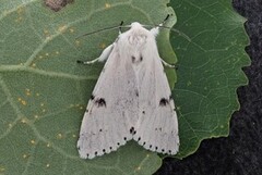 Hvitt kveldfly (Acronicta leporina)