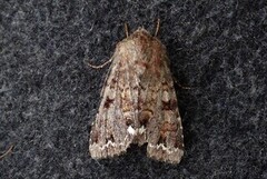 Broom Moth (Ceramica pisi)