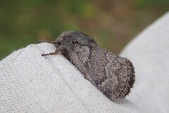 Pale Eggar (Trichiura crataegi)