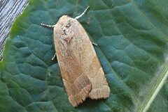 Broad-bordered Yellow Underwing (Noctua fimbriata)