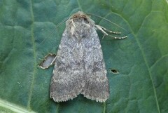 Northern Rustic (Standfussiana lucernea)