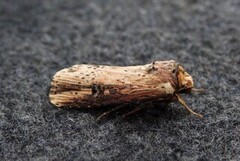 Flame (Axylia putris)