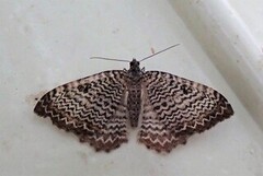 Scallop Shell (Rheumaptera undulata)