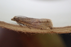 Sivsumpvikler (Bactra lancealana)