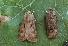 Åkerjordfly (Agrotis exclamationis)