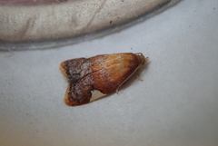 Rød flatvikler (Acleris holmiana)