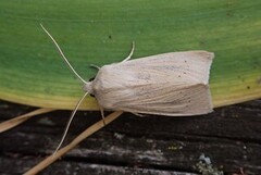 Takrørfly (Rhizedra lutosa)