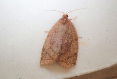 Rose Tortrix (Archips rosana)