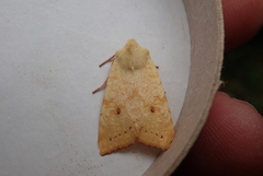 The Sallow (Xanthia icteritia)
