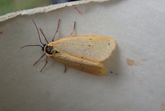 Panterspinner (Setina irrorella)