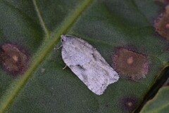 Hvit flatvikler (Acleris logiana)