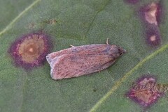 Punktflatvikler (Acleris lipsiana)