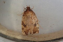 Nettflatvikler (Acleris rhombana)