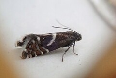 Glyphipterix haworthana