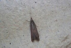 Common Case-bearer (Coleophora serratella)