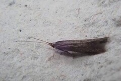 Common Case-bearer (Coleophora serratella)