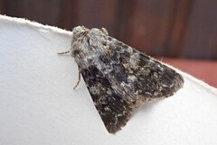 The Grey (Hadena caesia)