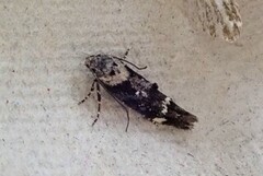 Large Dark Cosmet (Mompha conturbatella)