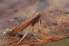 Caloptilia betulicola/elongella