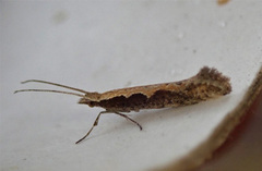 Diamond-back Moth (Plutella xylostella)