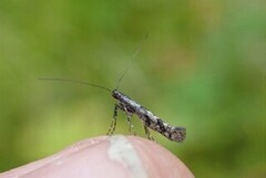 Caloptilia suberinella