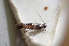 Red Cosmet (Mompha locupletella)