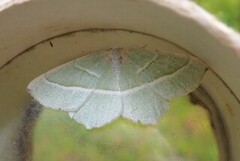 Light Emerald (Campaea margaritaria)