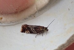 Willow Tortrix (Epinotia cruciana)