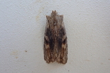 Brunt kappefly (Lithophane socia)