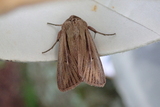 Kommagressfly (Leucania comma)