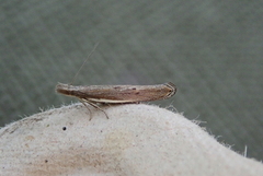 Sophronia semicostella