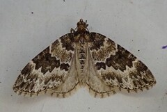 Broken-barred Carpet (Electrophaes corylata)