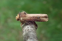 Flame (Axylia putris)