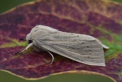 Takrørfly (Rhizedra lutosa)