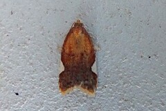 Rød flatvikler (Acleris holmiana)