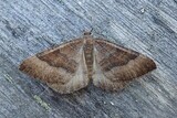 Kattostmåler (Larentia clavaria)