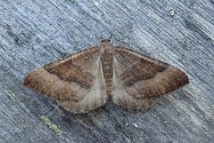 Kattostmåler (Larentia clavaria)