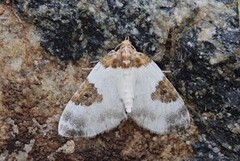 Blue-bordered Carpet (Plemyria rubiginata)