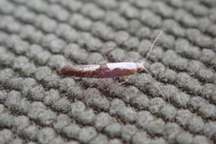 Brown Rowan Argent (Argyresthia semifusca)