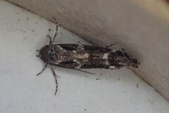 Kentish Cosmet (Mompha sturnipennella)