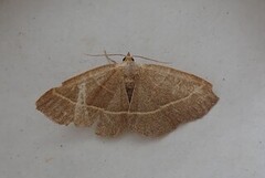 Olivenfly (Trisateles emortualis)