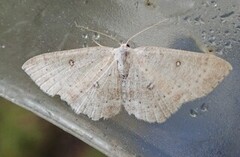 Bjørkeløvmåler (Cyclophora albipunctata)