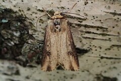Dobbeltpunktfly (Axylia putris)