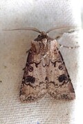 Brunpudret jordfly (Agrotis clavis)