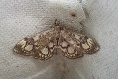 Hyllengmott (Anania coronata)