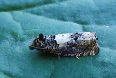 Knoppurtstengelvikler (Epiblema cirsiana)