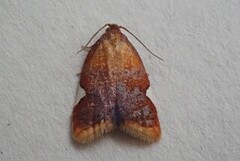 Rød flatvikler (Acleris holmiana)