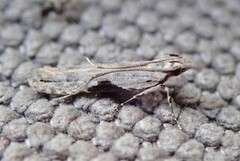Hypatima rhomboidella