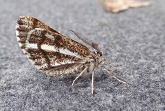 Furumåler (Bupalus piniaria)