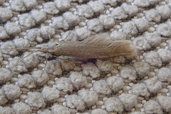 Coleophora albidella